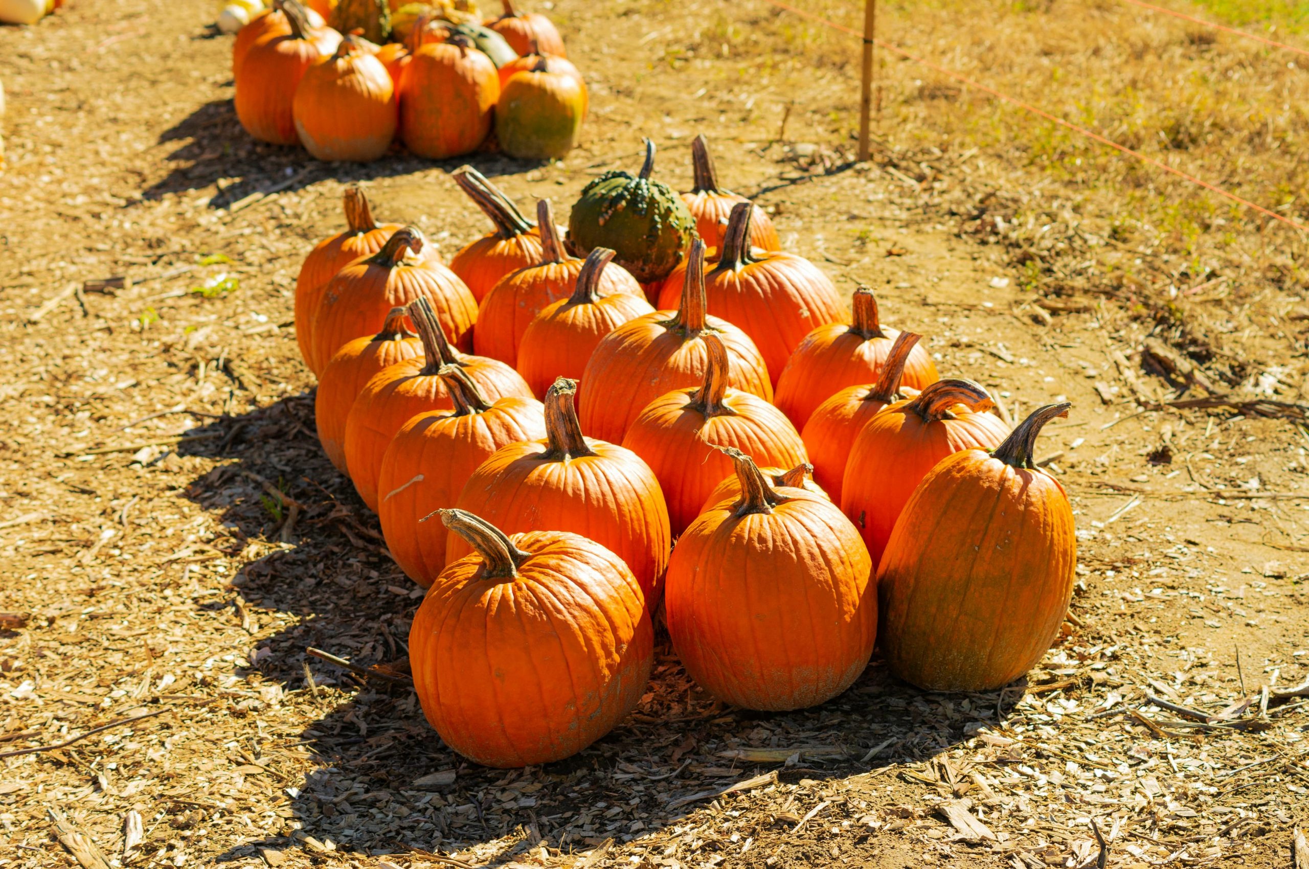 The Best Pumpkin Patches Near One Cathedral Square